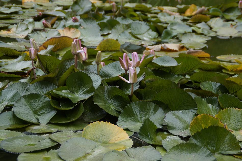 Water Lilies Lily Pad Closed