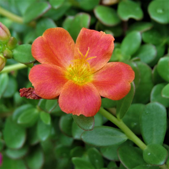 an open orange flower bud