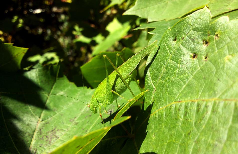 Grasshopper Hopper Green