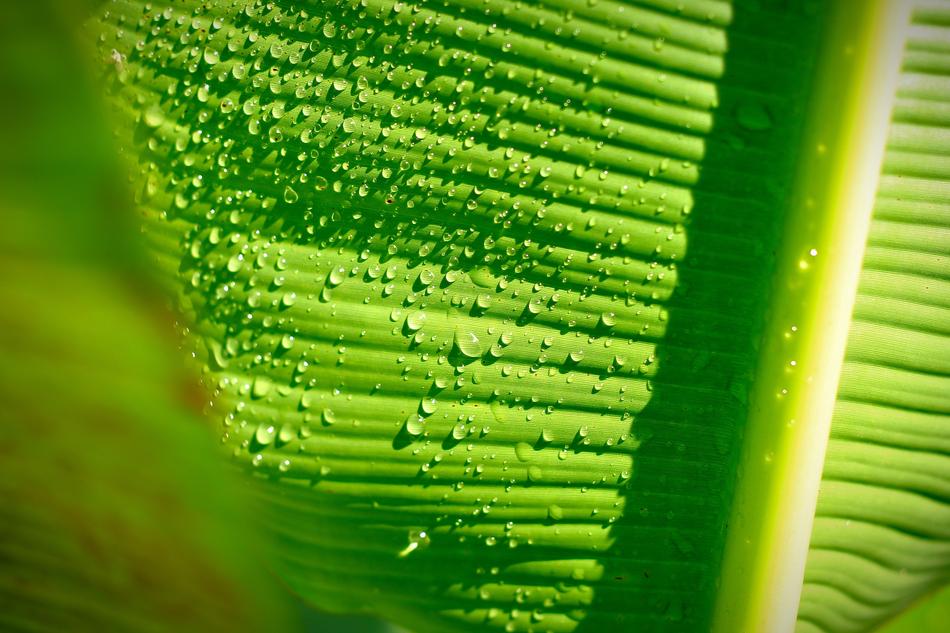 Banana Leaf Nature