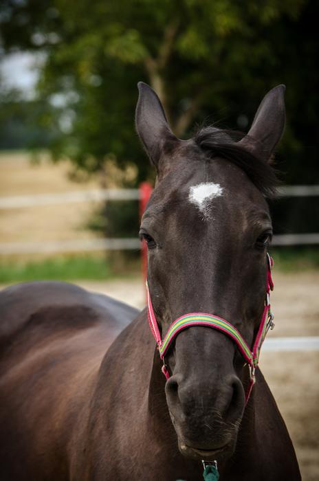 The Horse Konik Horses