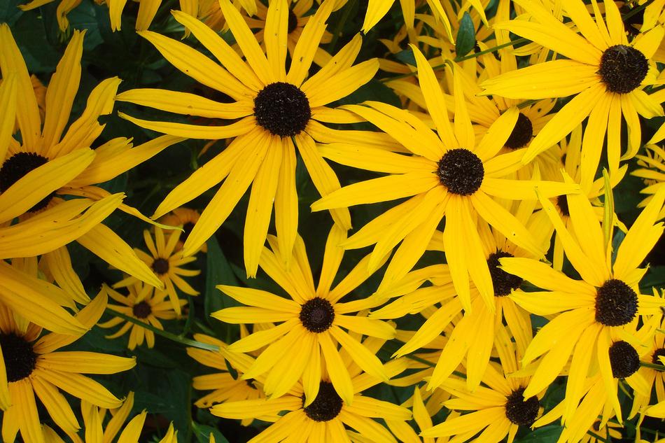Many yellow flowers in the garden