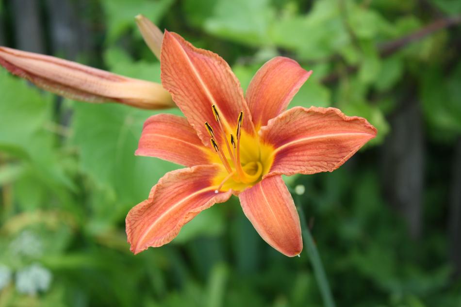 Pretty orange flower with a yellow center