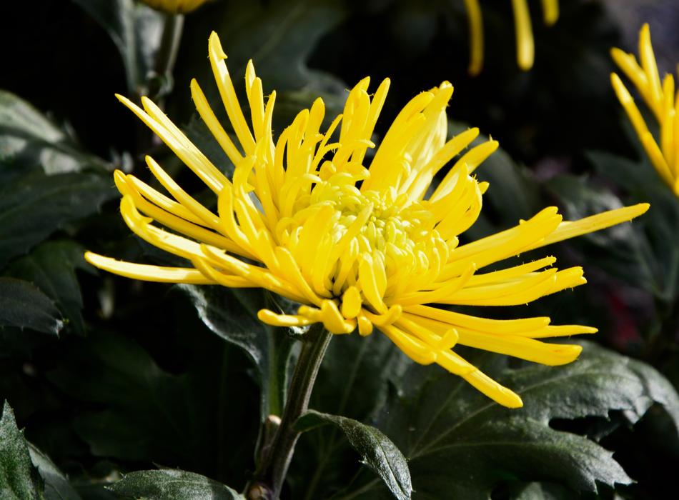 Flower Color Yellow Botany