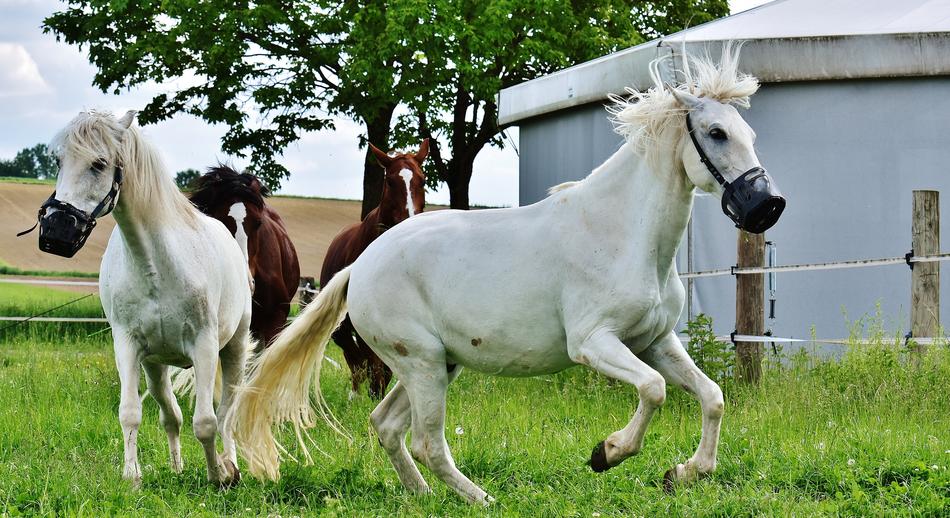 white horses playing in the pasture