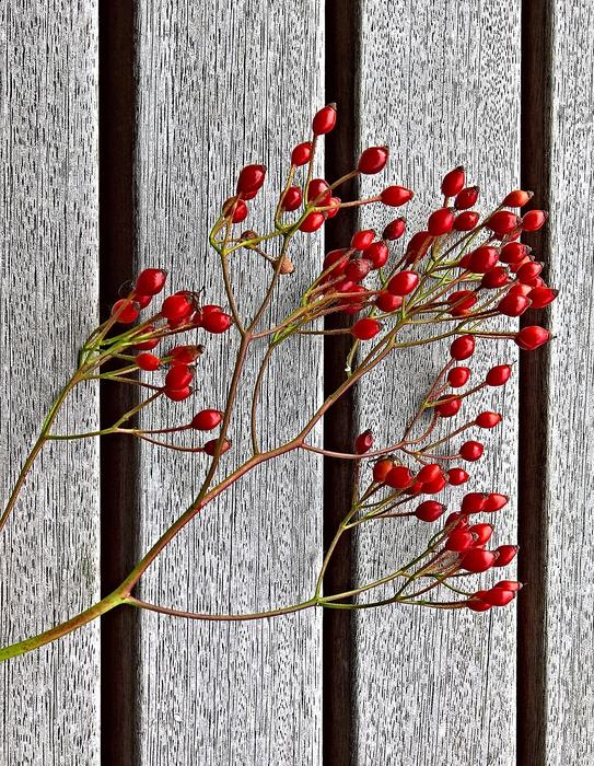 red berries against the fence