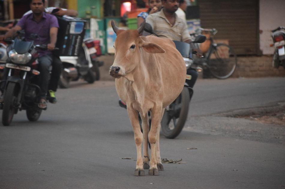 Cow Street Road
