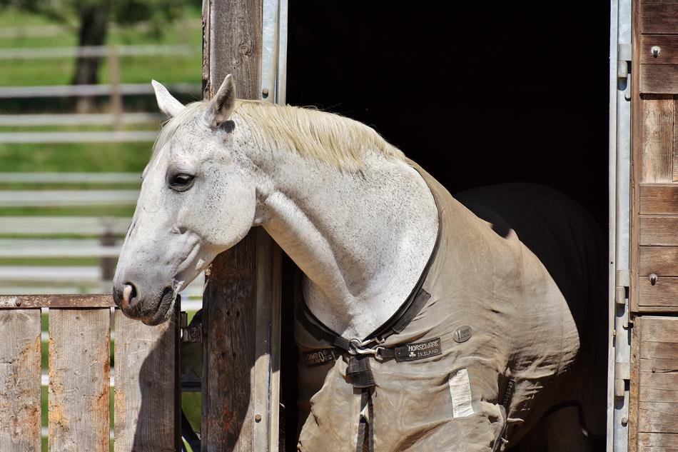Horse Mold Stall