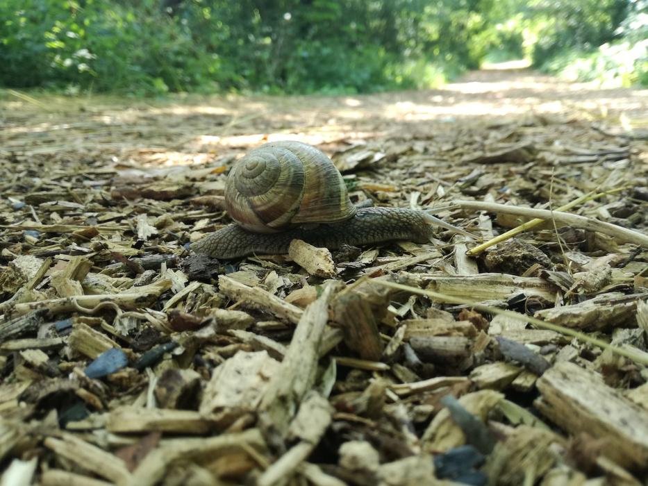 Snail Wood Forest