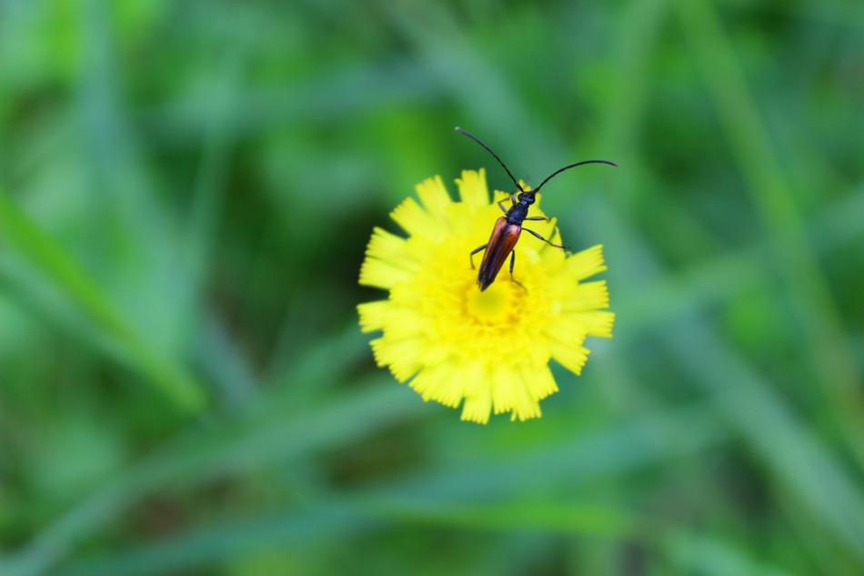 yellow flower with an insect in the grass