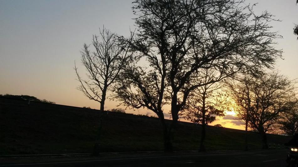 hill tree at Sunset