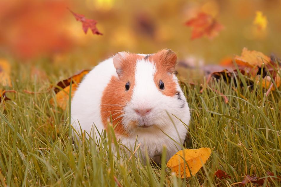 Autumn Guinea Pig