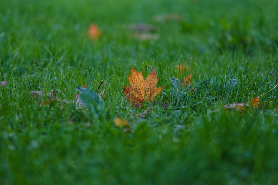 Autumn Beauty Paint