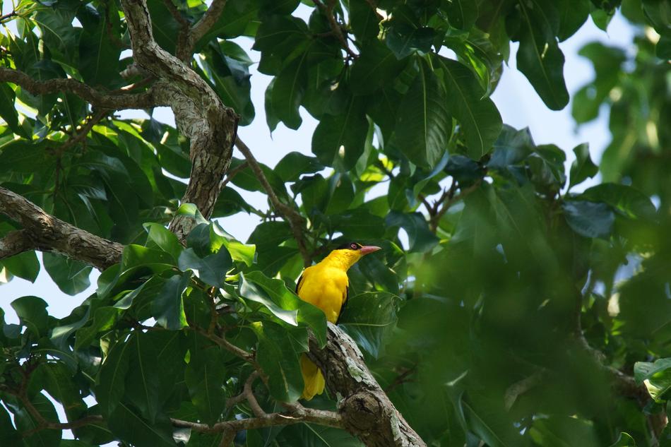 Bird in Orioles Asia
