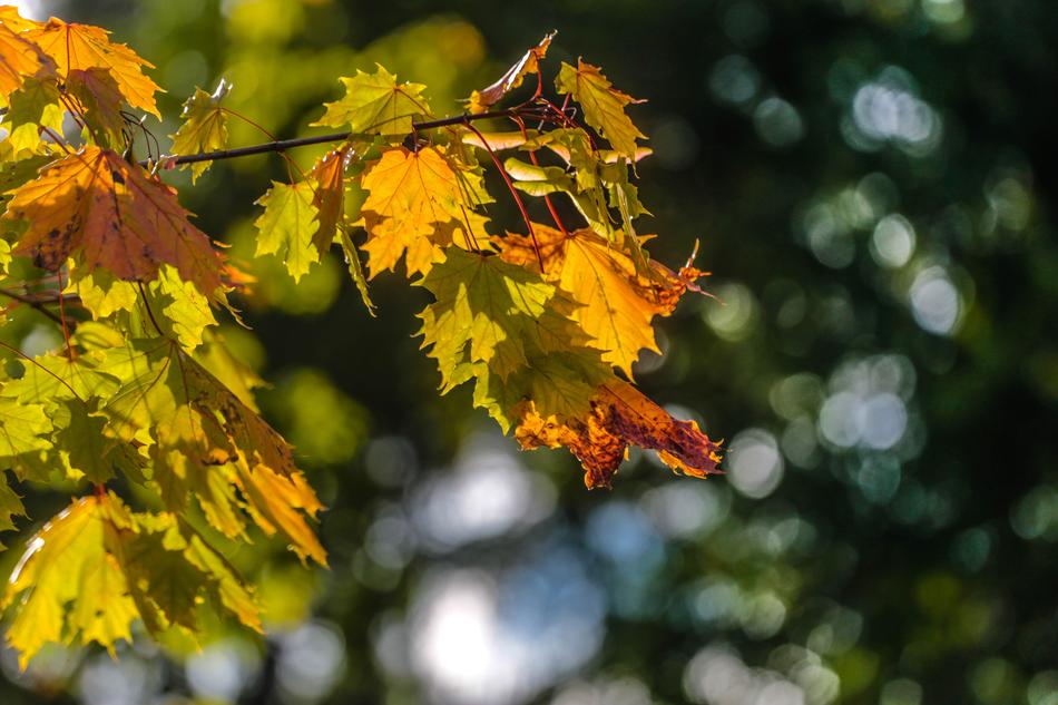 autumn leaves in the sun