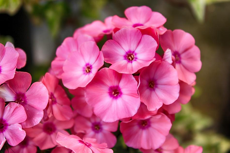 bouquet of beautiful pink flowers