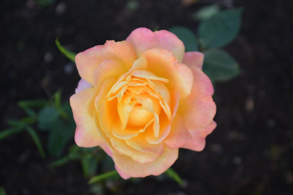 the orange rosebud is gorgeous