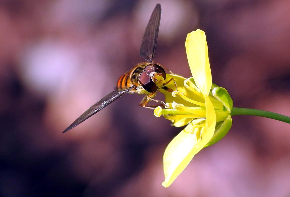Insect Close Up Macro Unknown