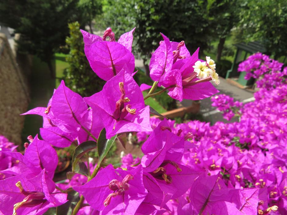 a big bush of beautiful flowers