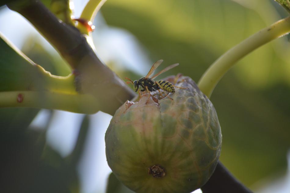 Wasp Insect Fig