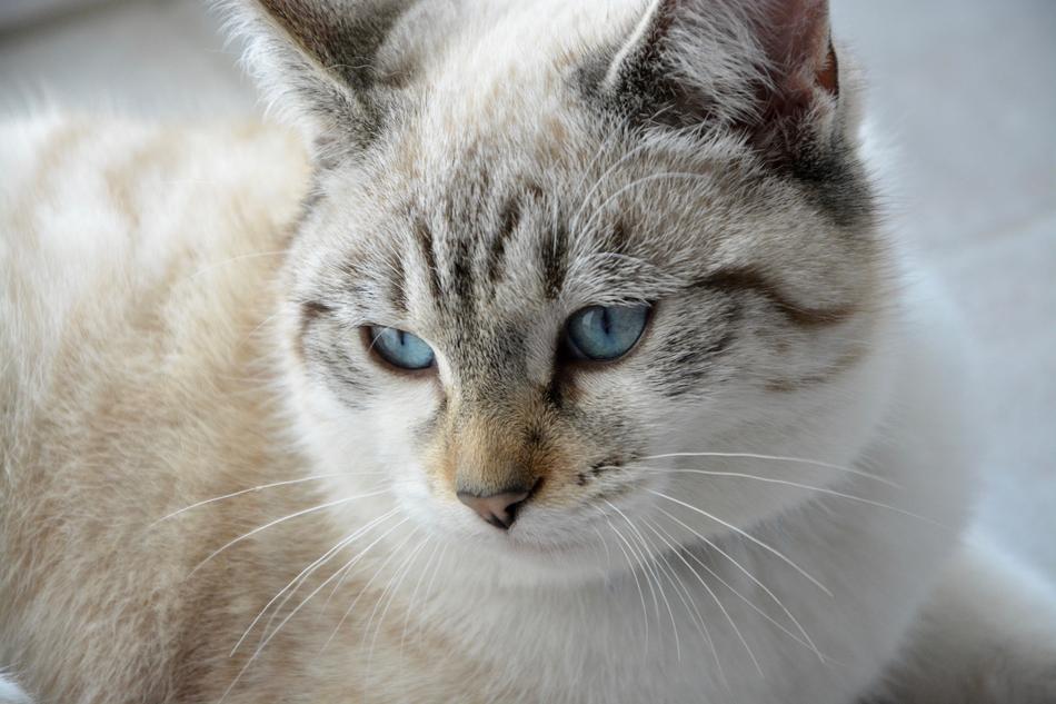 Cat Young Head