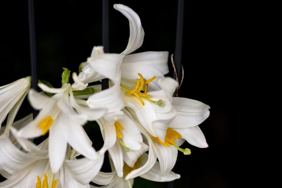 Lily Flower Blossom