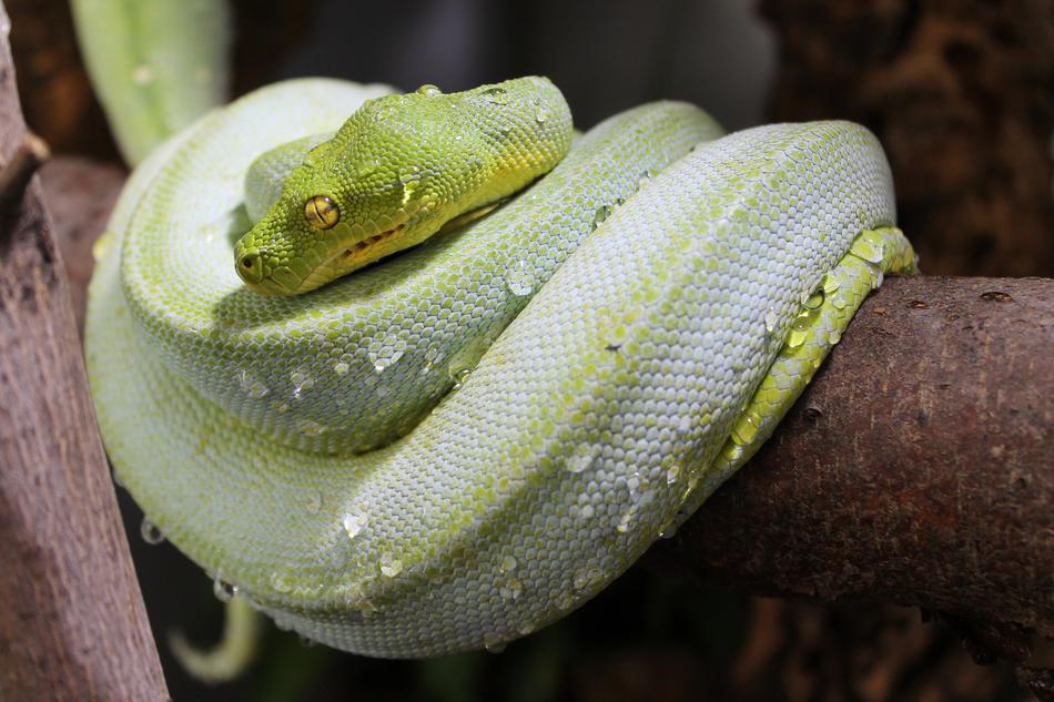 Snake Water Drip