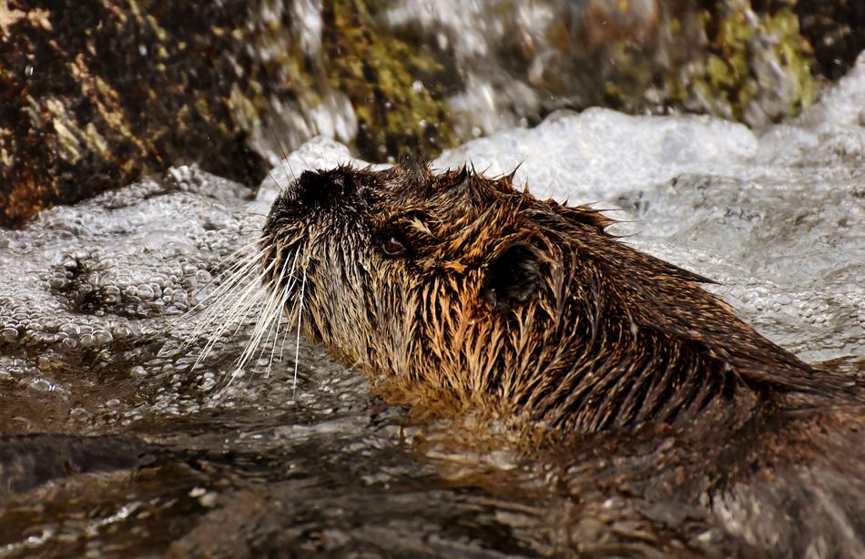 Nutria Water Rat