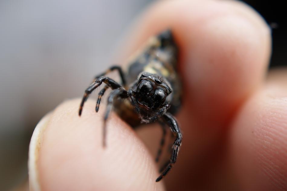 insect in human hands