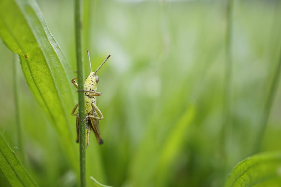 grasshopper crawling on the grass