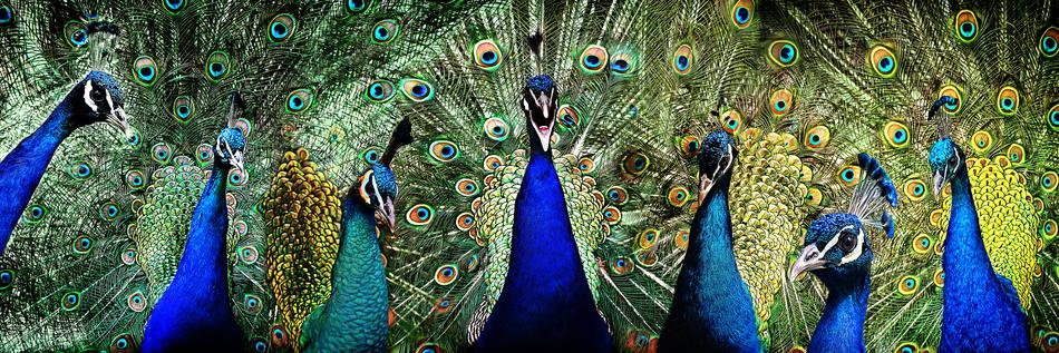 seven Peacocks with open tail feathers, collage
