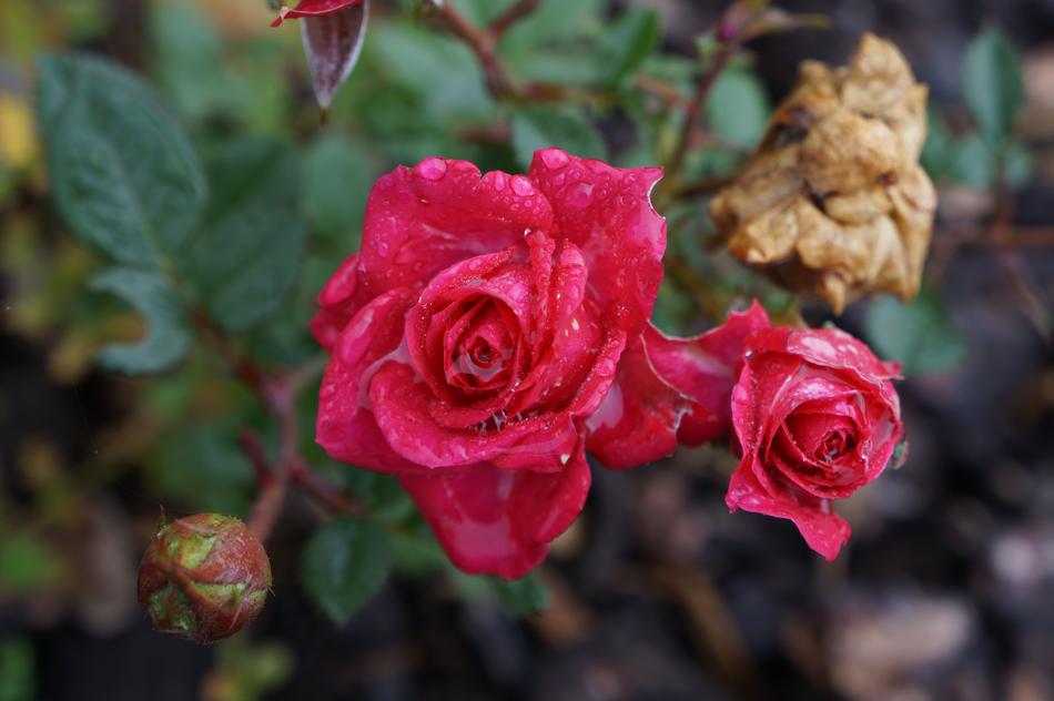 red roses on a branch in a bush