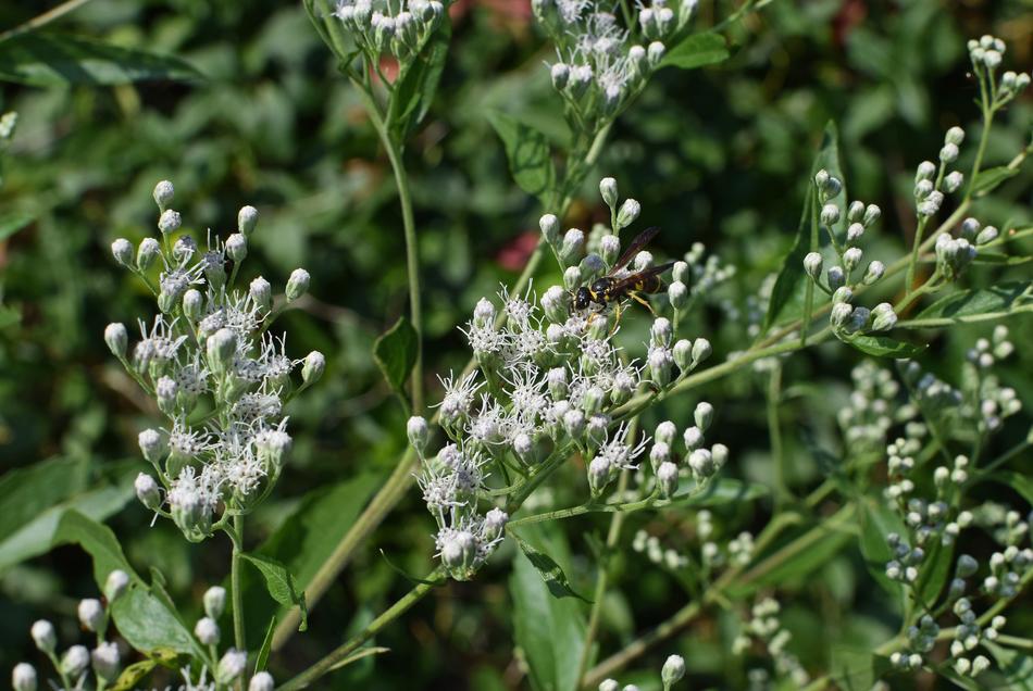Wasp On Snakeweed Insect