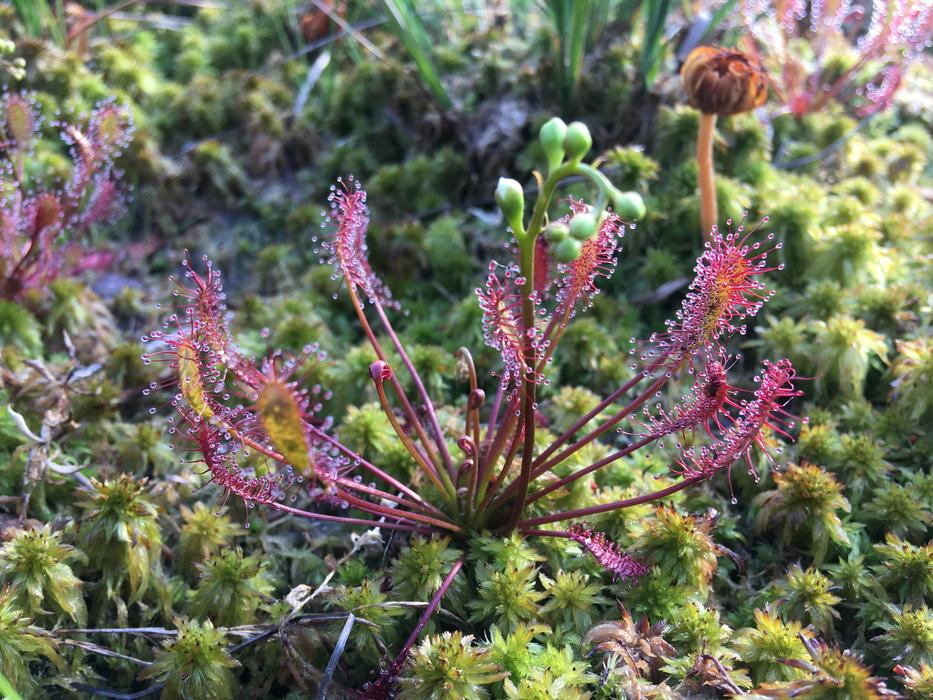 wild plants in the ground