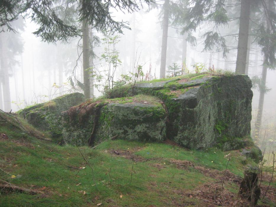 forest rock tree nature view