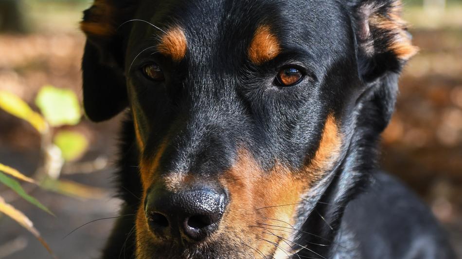 Closeup view of Dog Beauceron Animal