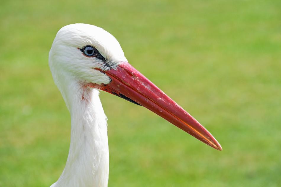 Close Up view of Stork Bird