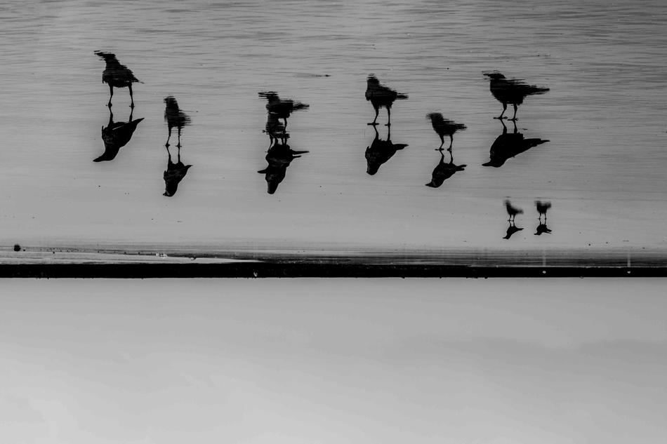Crow Photography Bird