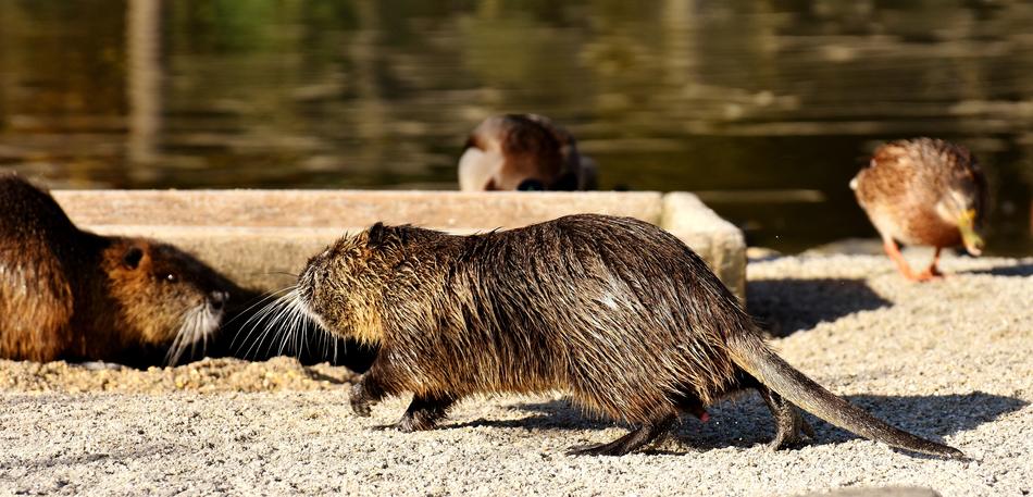 Nutria Water Rat