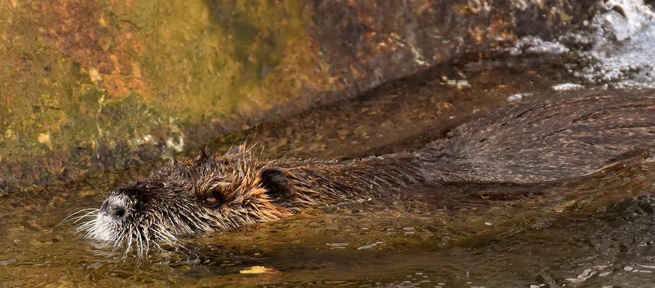 Nutria Water Rat