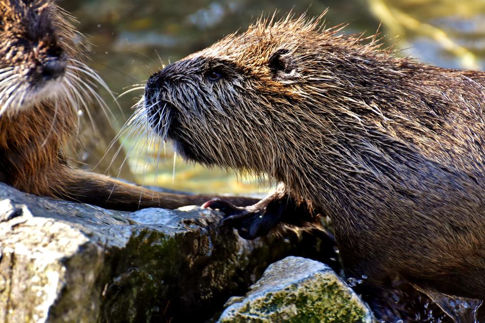 Nutria Water Rat
