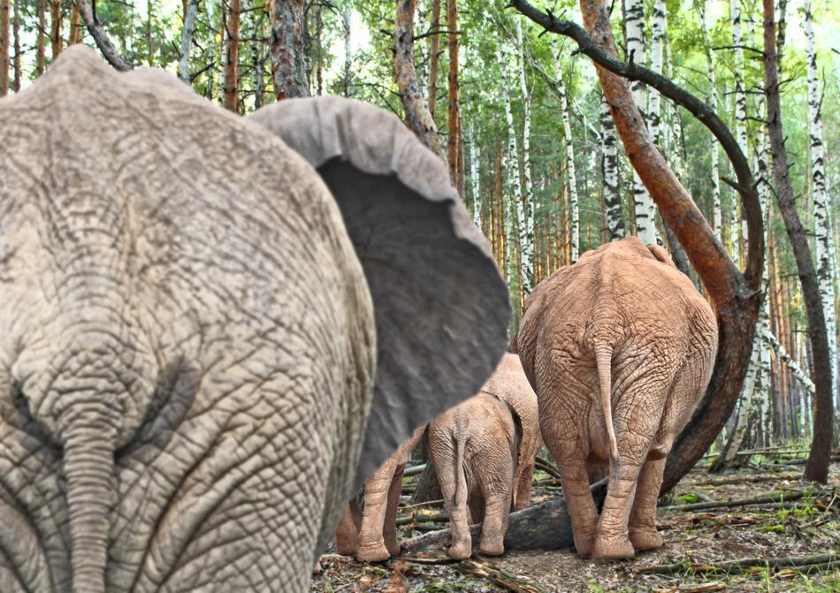 Elephant Pachyderm Safari