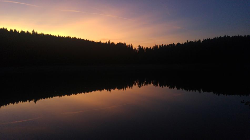 silhouette of the forest in the night