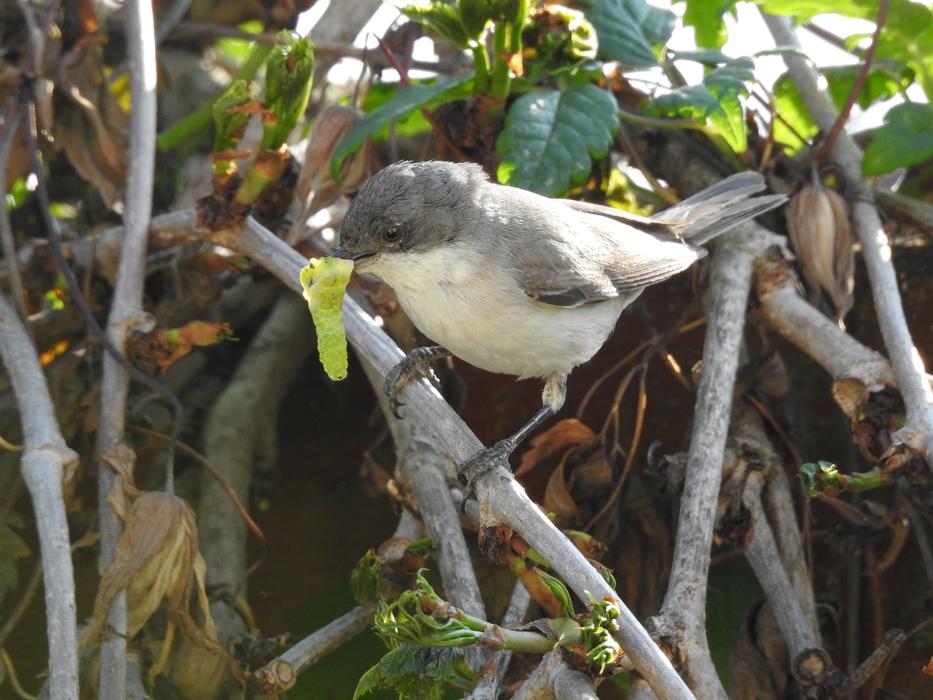 cute bird on a branch