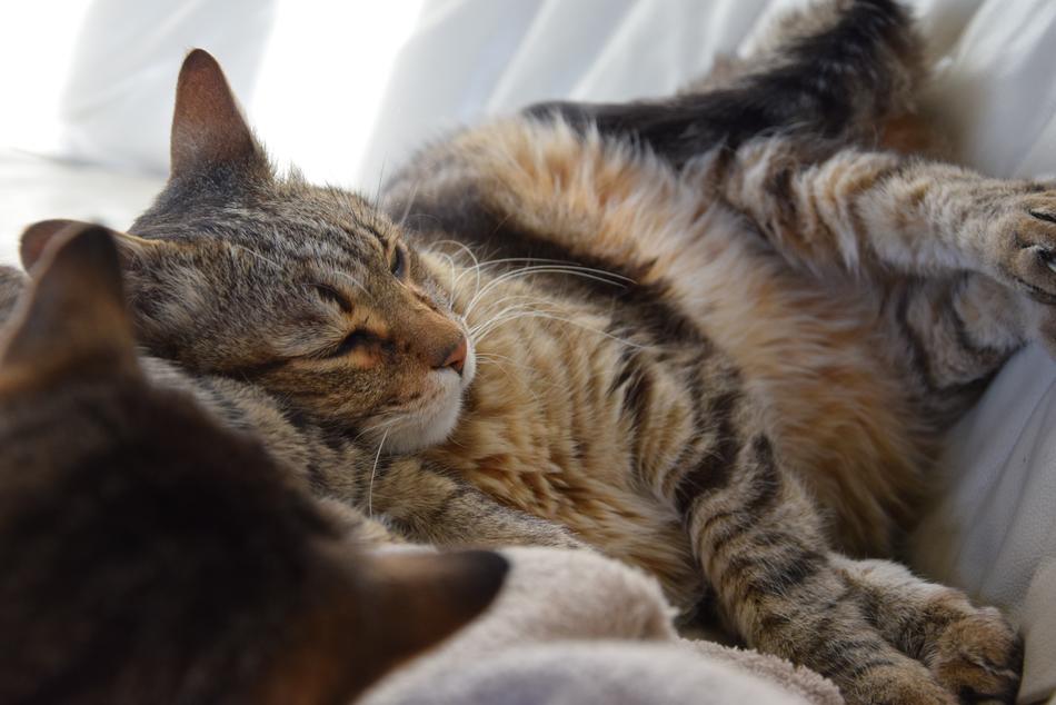 Cat Friends Tabby
