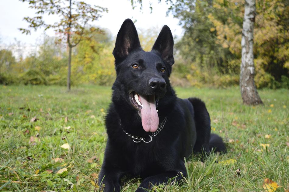 Dog The German Shepherd