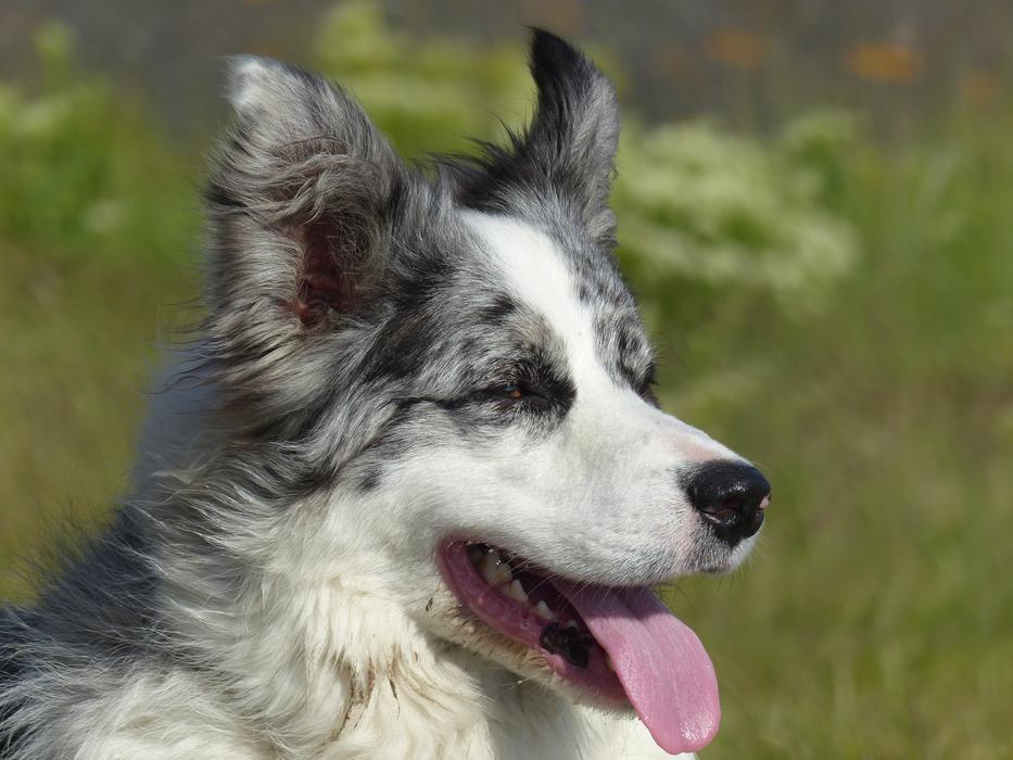 Border Collie Dog portrait