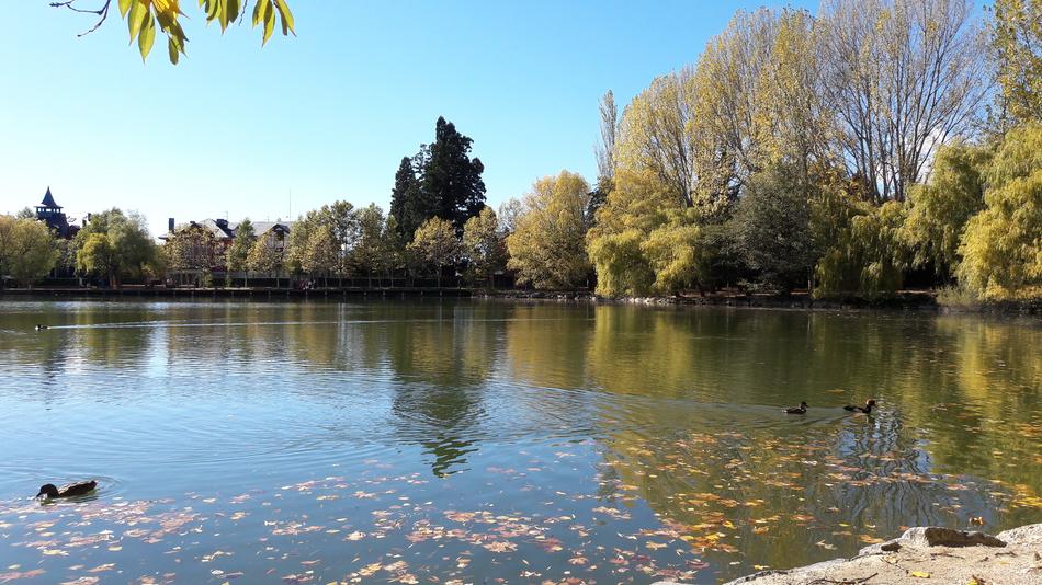 leaves on the lake