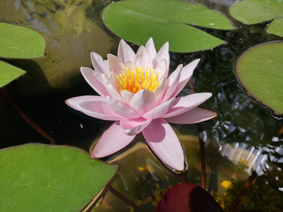 Flowers Lily Water