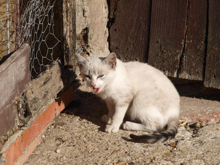 Cat About